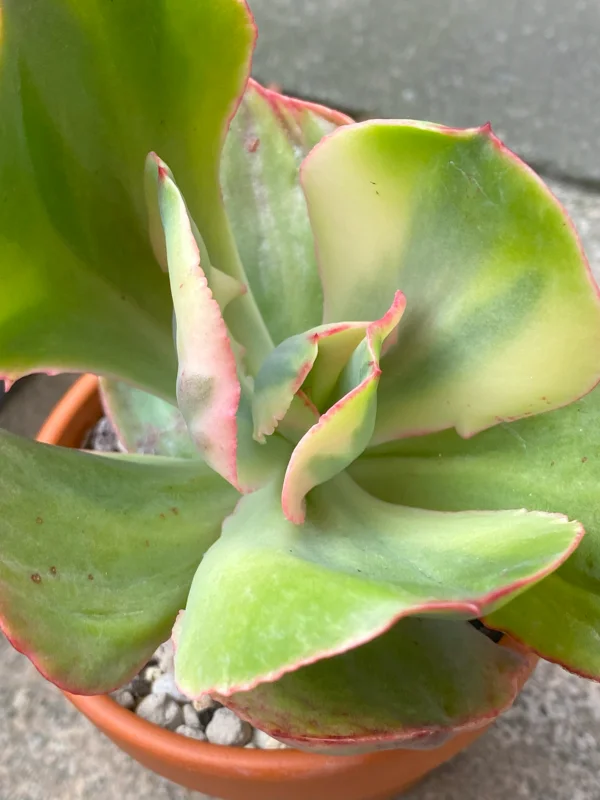 Echeveria Rose Rock Variegata with stunning large variegated foliage