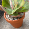 Echeveria Rose Rock Variegata thriving in a garden with large variegated leaves