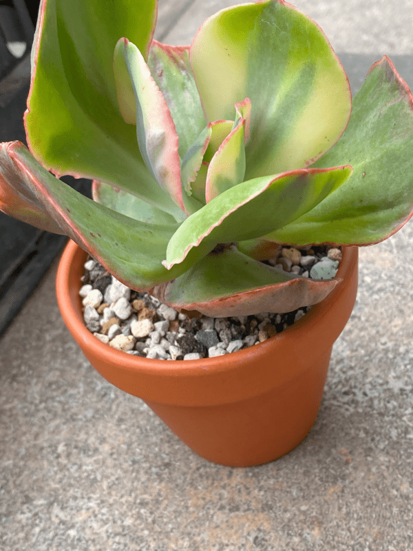 Echeveria Rose Rock Variegata thriving in a garden with large variegated leaves