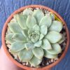 Echeveria Pulidonis Variegated - Rare Korean succulent with stunning variegation