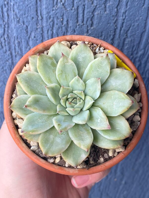 Echeveria Pulidonis Variegated - Rare Korean succulent with stunning variegation