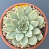 Echeveria Pulidonis Variegated showcased in a decorative pot