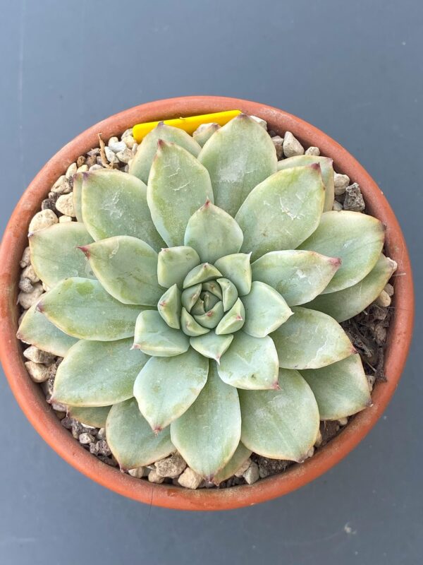 Echeveria Pulidonis Variegated showcased in a decorative pot