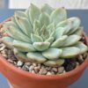 Echeveria Pulidonis Variegated with mesmerizing variegated foliage