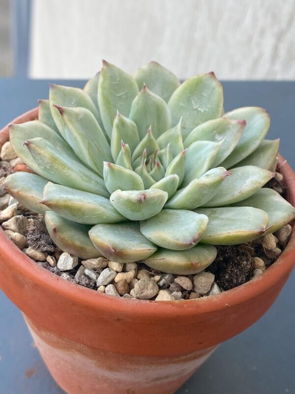 Echeveria Pulidonis Variegated with mesmerizing variegated foliage