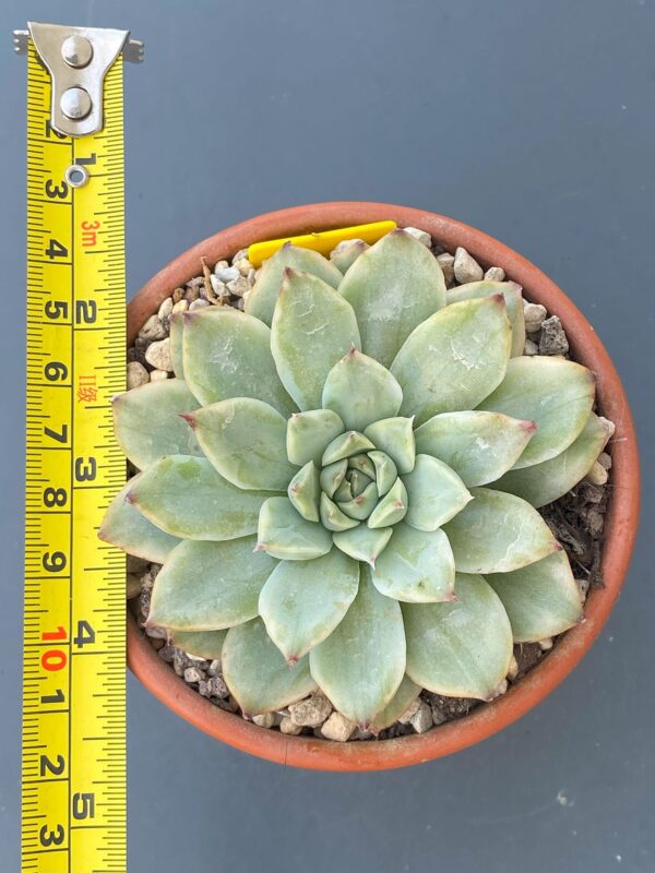 Echeveria Pulidonis Variegated thriving in a garden with variegated leaves