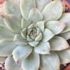 Close-up of Echeveria Pulidonis Variegated's variegated leaves