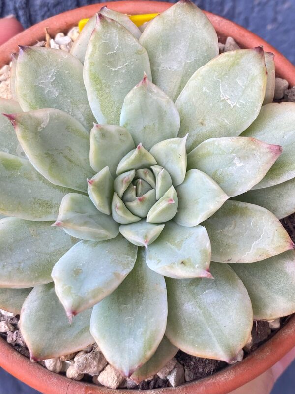 Close-up of Echeveria Pulidonis Variegated's variegated leaves