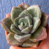 Echeveria Champagne succulent with pale blue-green leaves.