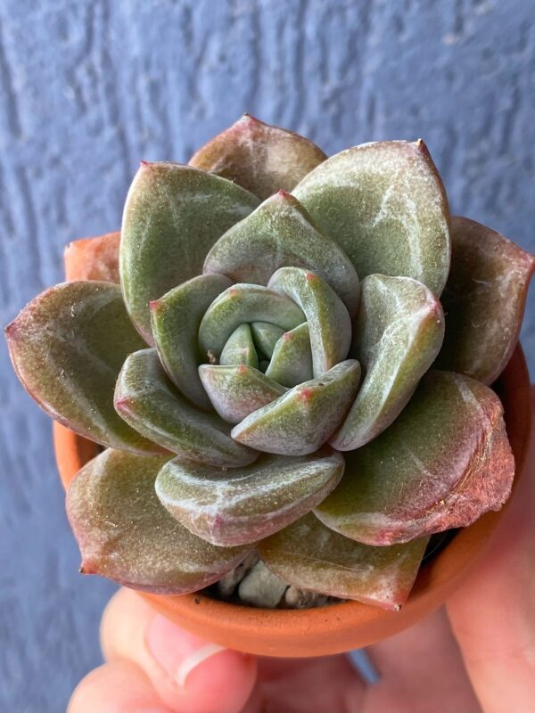 Echeveria Champagne succulent with pale blue-green leaves.