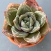 Echeveria Champagne succulent in a decorative ceramic pot.