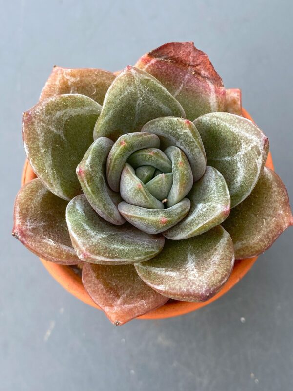 Echeveria Champagne succulent in a decorative ceramic pot.