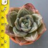 Close-up of Echeveria Champagne succulent rosette.