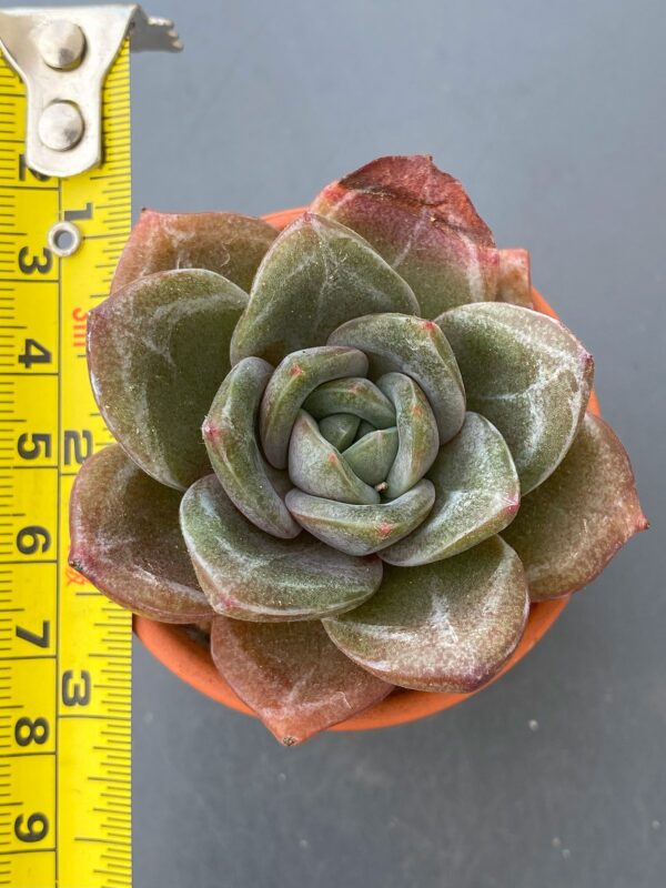 Close-up of Echeveria Champagne succulent rosette.