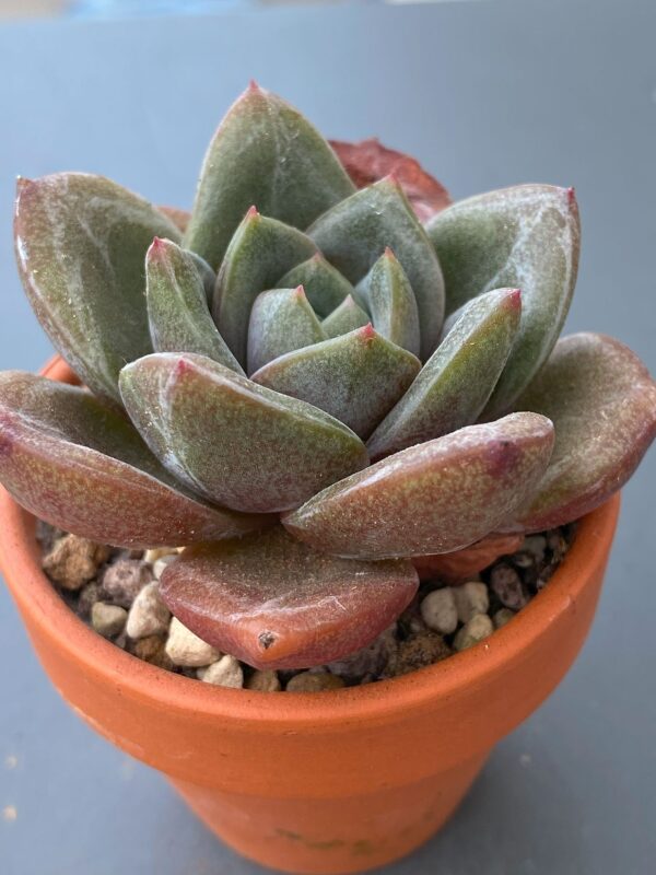 Echeveria Champagne succulent thriving in natural sunlight.