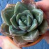 Echeveria Champagne succulent with pale blue-green leaves.