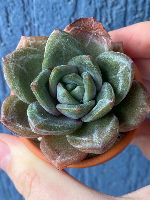 Echeveria Champagne succulent with pale blue-green leaves.