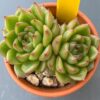 Echeveria Siren - Rare Korean import with captivating two-headed succulent