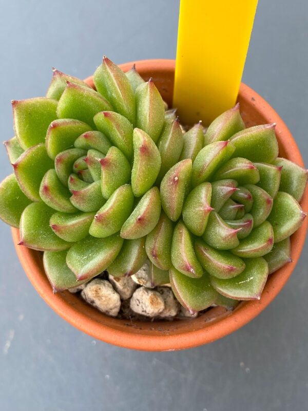 Echeveria Siren - Rare Korean import with captivating two-headed succulent