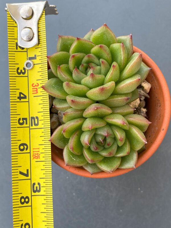 Close-up of Echeveria Siren's two-headed succulent