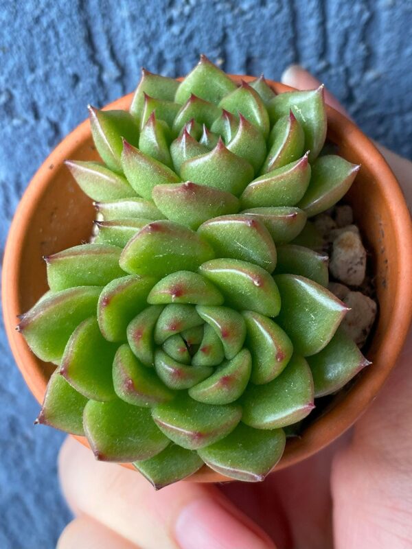 Echeveria Siren showcased in a decorative pot