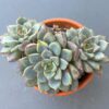 Echeveria Wiz Beauty - Rare Korean succulent with captivating three-headed form