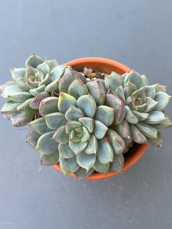 Echeveria Wiz Beauty - Rare Korean succulent with captivating three-headed form