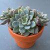 Close-up of Echeveria Wiz Beauty's three-headed succulent