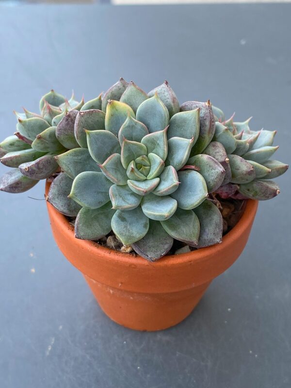 Close-up of Echeveria Wiz Beauty's three-headed succulent