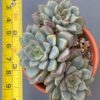 Echeveria Wiz Beauty showcased in a decorative pot