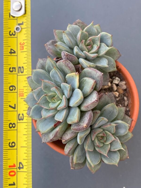 Echeveria Wiz Beauty showcased in a decorative pot