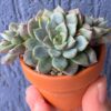 Echeveria Wiz Beauty with stunning three-headed succulent