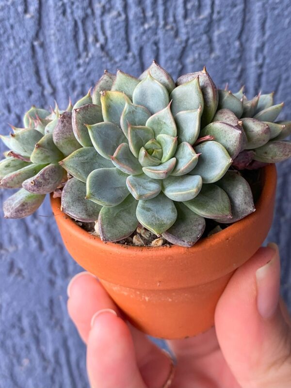 Echeveria Wiz Beauty with stunning three-headed succulent