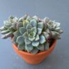 Echeveria Wiz Beauty thriving in a garden with three-headed succulent