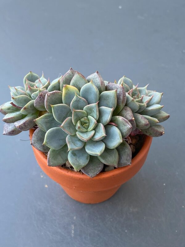 Echeveria Wiz Beauty thriving in a garden with three-headed succulent