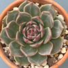 Echeveria Rudolf - Rare Korean import with captivating green succulent and red tips