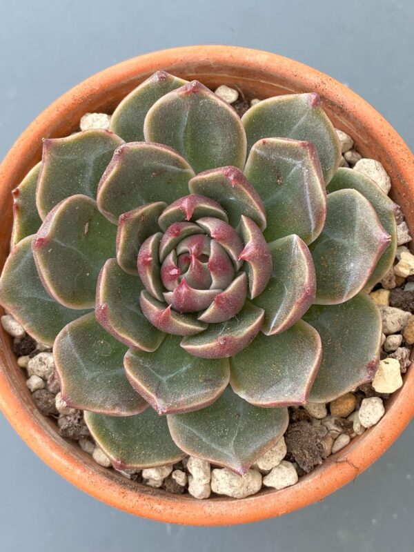 Echeveria Rudolf - Rare Korean import with captivating green succulent and red tips