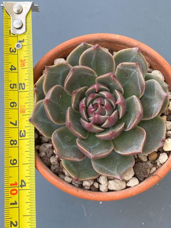 Close-up of Echeveria Rudolf's green succulent with striking red tips