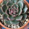 Echeveria Rudolf showcased in a decorative pot