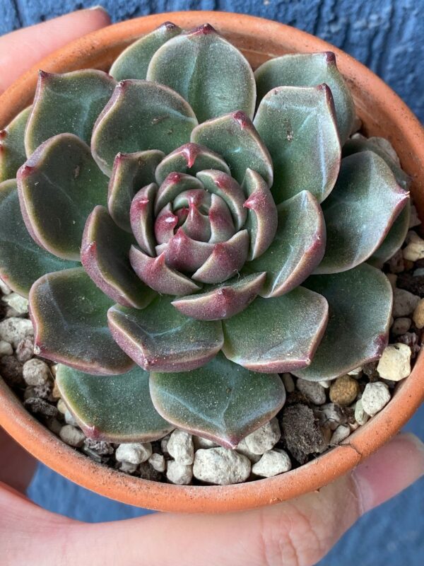 Echeveria Rudolf showcased in a decorative pot