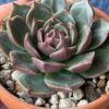 Echeveria Rudolf with stunning green succulent and red tips