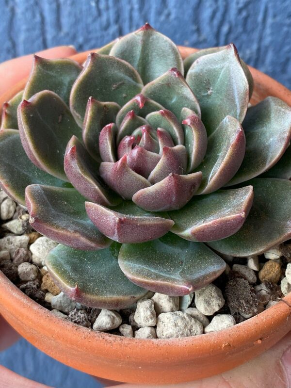 Echeveria Rudolf with stunning green succulent and red tips