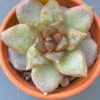 Echeveria Organic Pink - Rare Korean succulent with gorgeous pointy red leaves