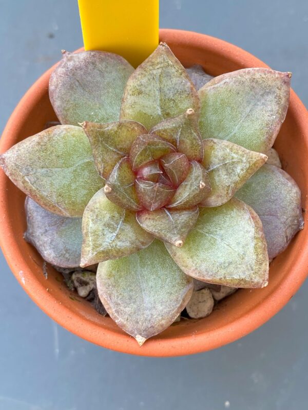 Echeveria Organic Pink - Rare Korean succulent with gorgeous pointy red leaves