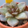 Close-up of Echeveria Organic Pink's pointy red leaves