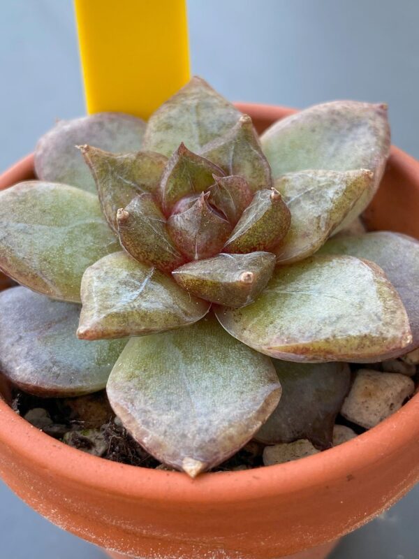 Close-up of Echeveria Organic Pink's pointy red leaves