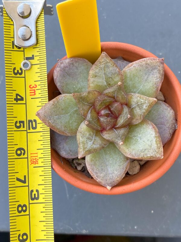 Echeveria Organic Pink showcased in a decorative pot