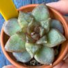 Echeveria Organic Pink with stunning pointy red leaves