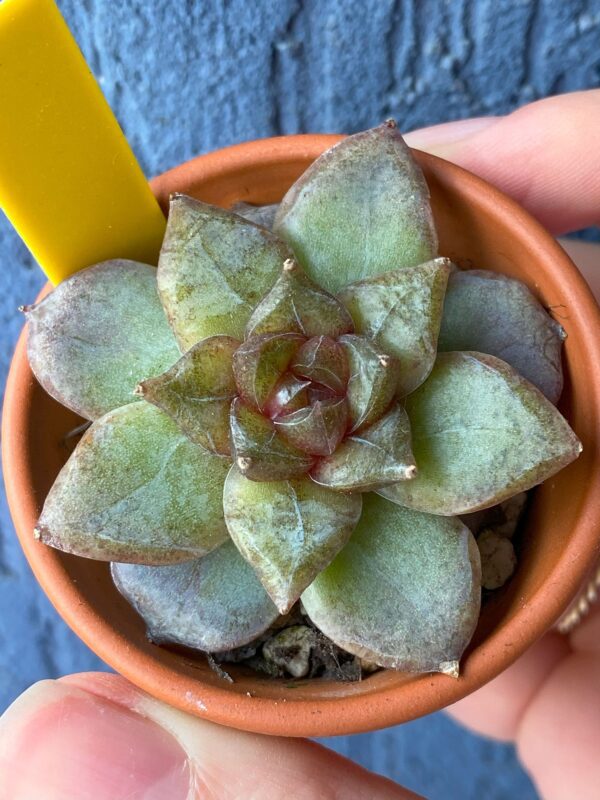 Echeveria Organic Pink with stunning pointy red leaves