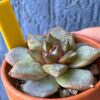 Echeveria Organic Pink thriving in a garden with pointy red leaves